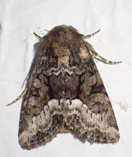 Réf. 352 184 : Oligia strigilis